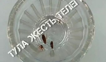 В тульской школе провели генеральную уборку после обнаружения тараканов в стакане