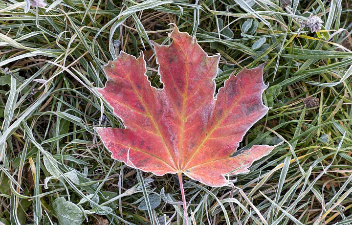 В Тульской области на выходных ожидаются заморозки до -2 градусов