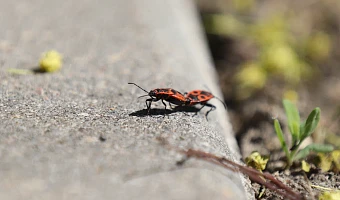 Весенний снегопад в Туле: погибнут ли от него клещи и насекомые?
