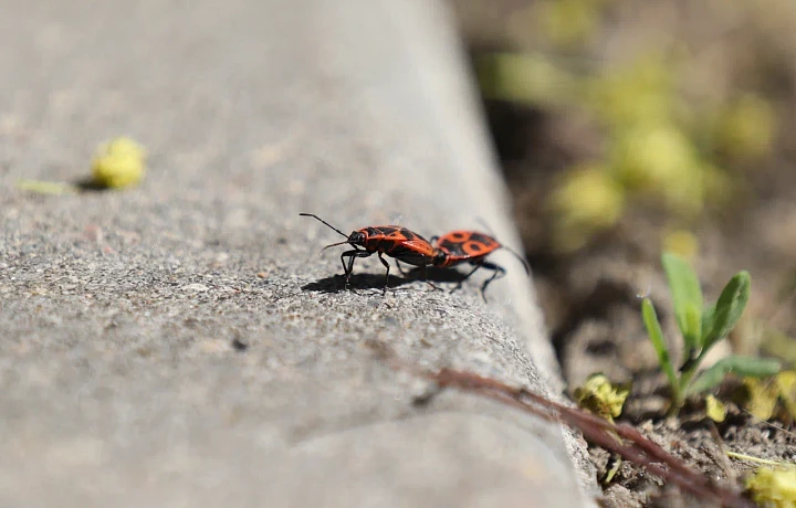 Весенний снегопад в Туле: погибнут ли от него клещи и насекомые?