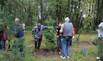 В тульских парках в 2025 году высадили более 1600 деревьев и кустарников