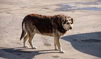 Супругов из Киреевска оштрафовали за нападение их собаки на соседку