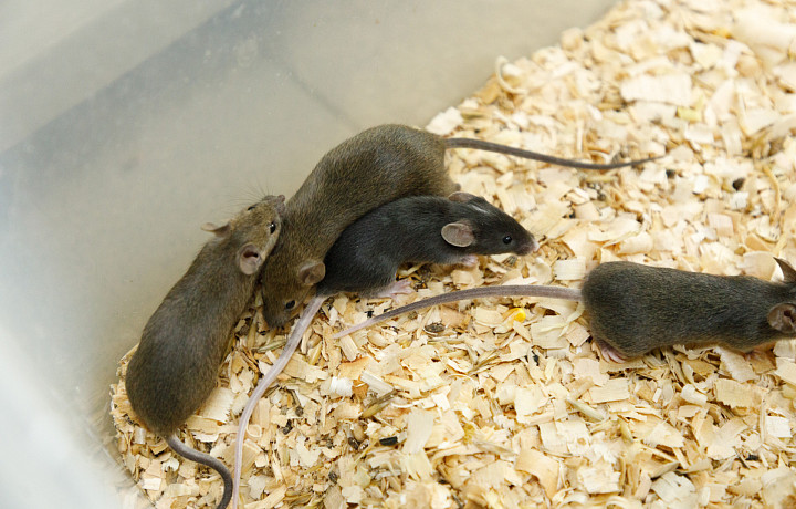 Ты крыса? Да, я крыса: угадай грызунов из кино и не только