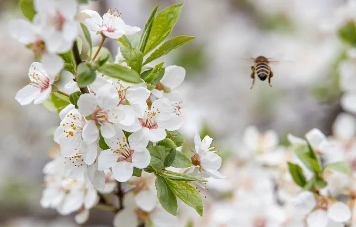Май 2025 года в Туле стал самым сухим за 14 лет