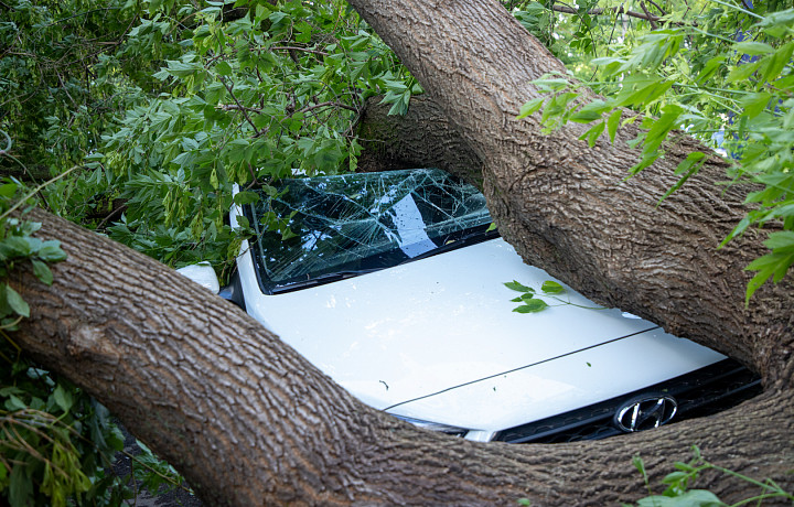 В Госдуме предложили обязать страховщиков компенсировать ущерб от дорожных ям и упавших деревьев по ОСАГО