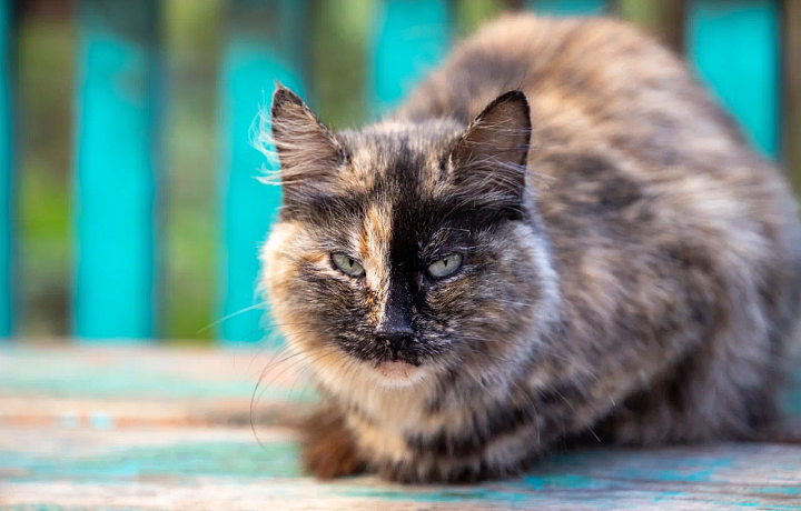 10% компаний Тулы рассказали, что используют в работе навыки животных