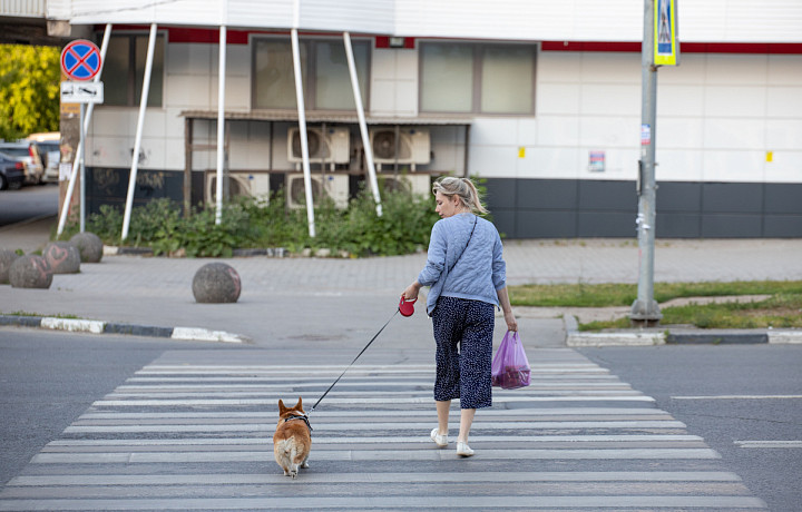 Каждый четвертый владелец собаки в Туле мечтает брать питомца на работу – исследование