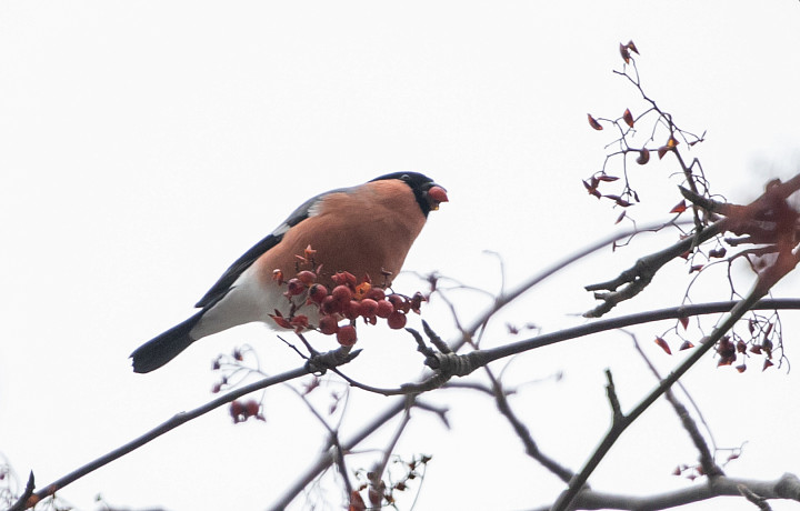 7 декабря: какой сегодня праздник, этот день в истории России и Тульской области