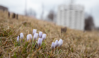 Небольшие осадки и +5: о погоде в Туле 17 марта