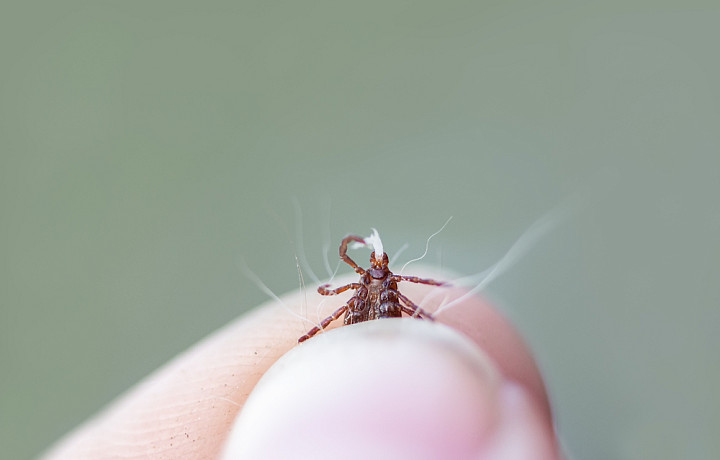 Сезон клещей в самом разгаре – как не подцепить опасного паразита в майские праздники, и куда обращаться за помощью