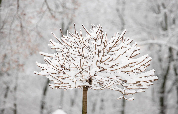26 ноября в Туле пойдет снег, а термометры покажут -3 градуса