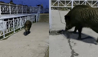 Дикий кабан разгуливает по улицам Ясногорска