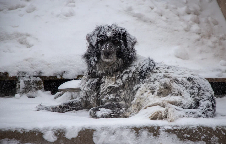 Сильные морозы в Тульской области задержатся до конца недели