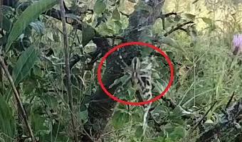 В Туле заметили пауков-ос в большом количестве: эксперт объяснил, опасны ли они