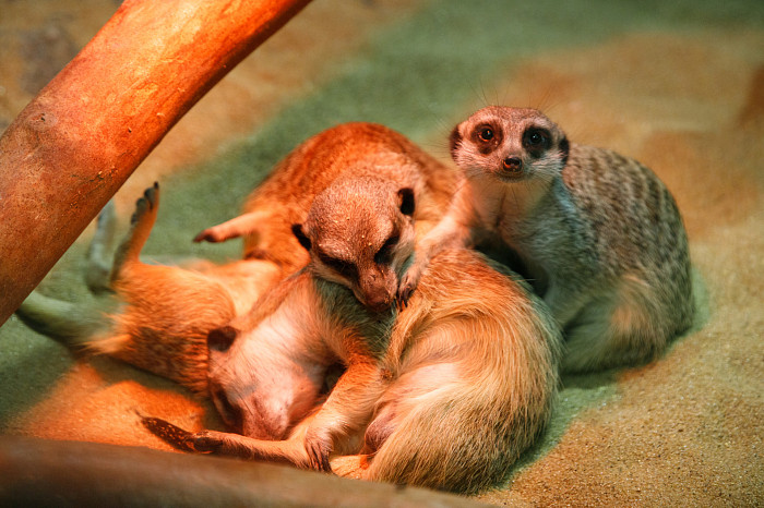 «Сурикаты агрессивно относятся к чужакам»: стоит ли заводить таких питомцев в доме