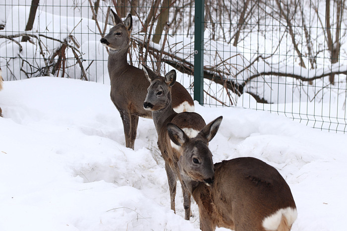 Зверские морозы: как животные зооуголка Белоусовского парка переживают снежную зиму и природные катаклизмы. Фоторепортаж