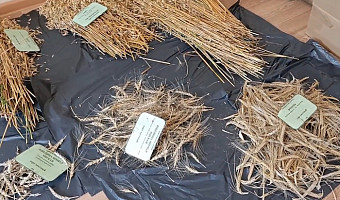 На Куликовом поле в Тульской области собрали 100-летнюю пшеницу