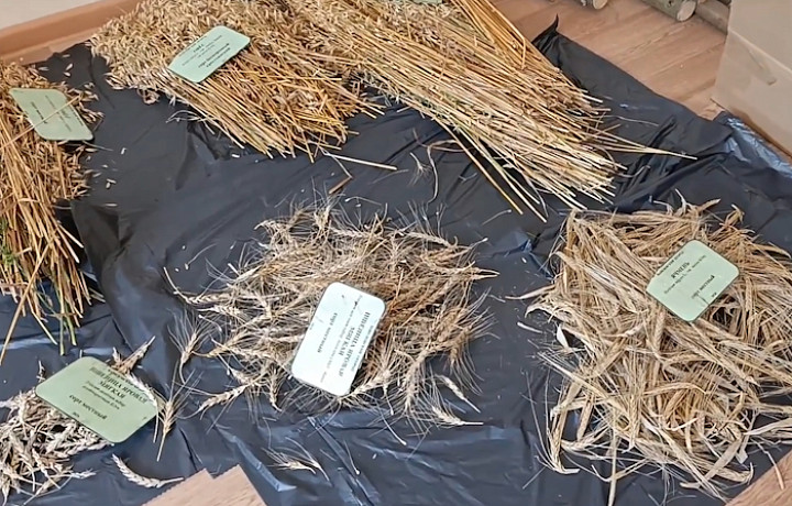 На Куликовом поле в Тульской области собрали 100-летнюю пшеницу