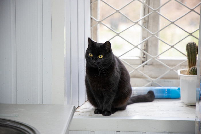 Вестники неудачи или пушистые милашки: тульские черные кошки ищут своих хозяев