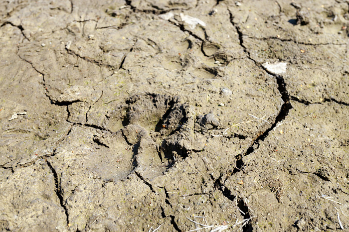 Лужа с мусором и дохлой рыбой: Рогожинский пруд в Туле находится в ужасном состоянии