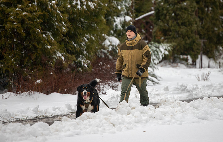 Что делать, если собака боится фейерверков