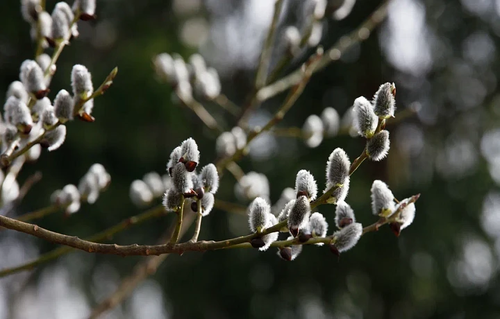 В Тульской области ожидается до 20 градусов тепла к концу недели
