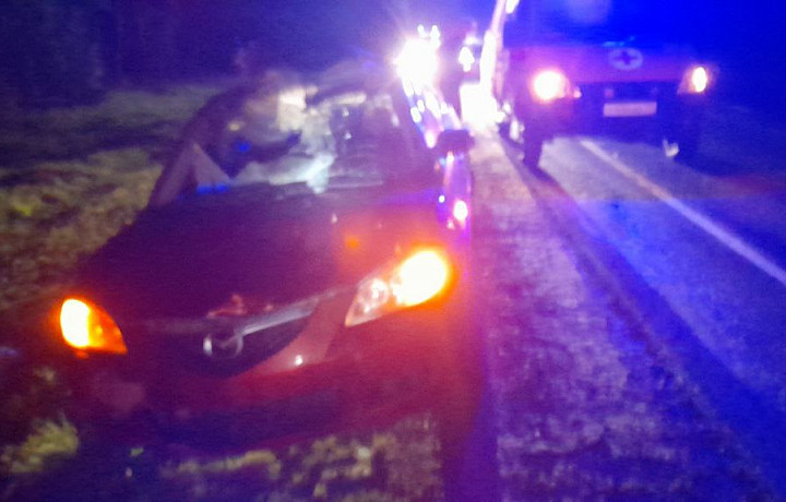 В Тульской области за майские праздники водители дважды сбили лосей