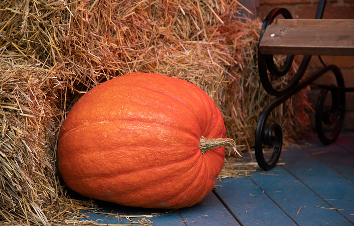 В России предложили отмечать праздник урожая вместо Хэллоуина