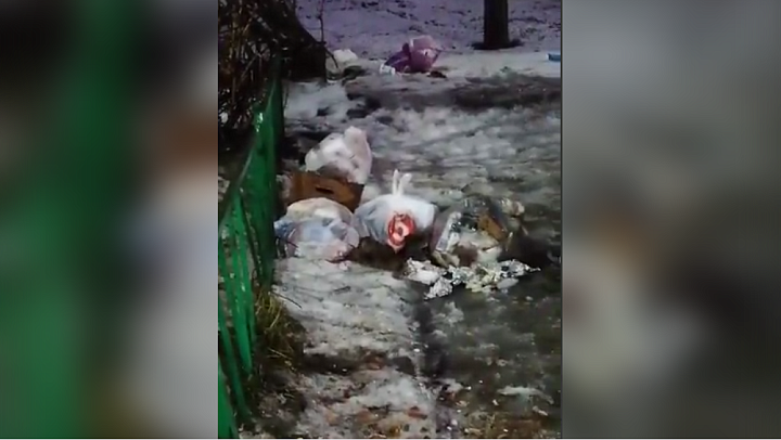 Туляки заметили на главной улице города крыс, поедающих мусор