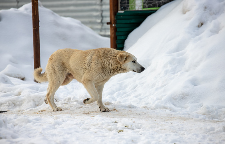 В Тульской области создали алгоритм усиления контроля за приютами для животных