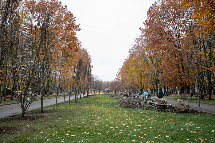 В Центральном парке Тулы высадили 35 саженцев рябины