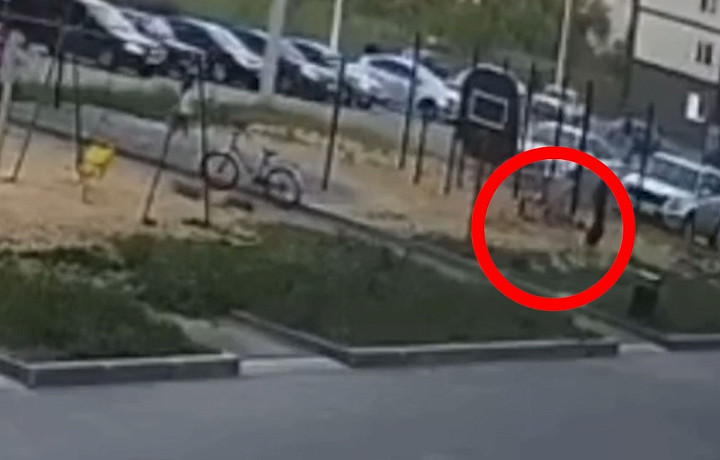 В Новомосковске собака укусила ребенка на детской площадке