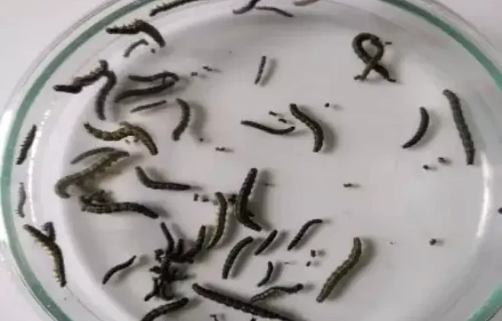 Жителям деревни Темеров Тульской области придется самостоятельно обрабатывать участки от лугового мотылька