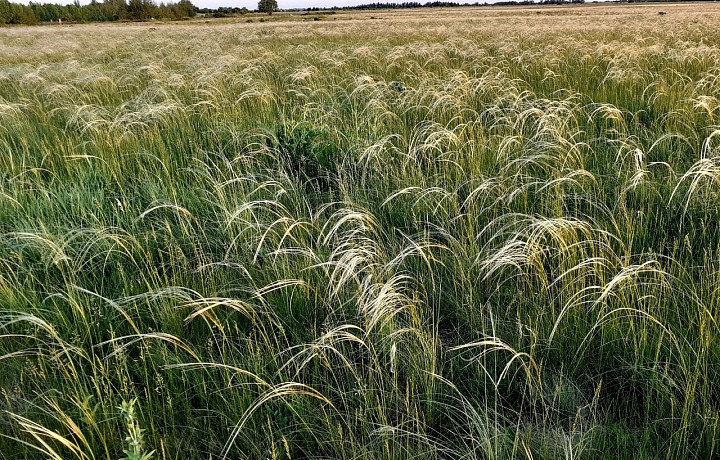 На Куликовом поле в Тульской области зацвел ковыль