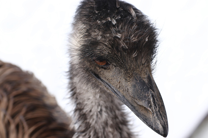 Зверские морозы: как животные зооуголка Белоусовского парка переживают снежную зиму и природные катаклизмы. Фоторепортаж