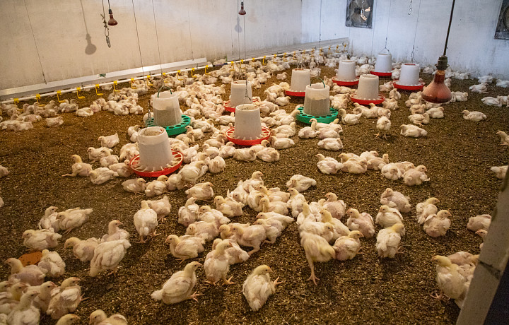 Как стать фермером в Тульской области: рассказываем о мерах поддержки и образовательных программах