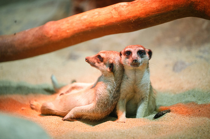 «Сурикаты агрессивно относятся к чужакам»: стоит ли заводить таких питомцев в доме