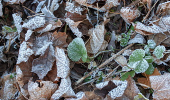Дождь со снегом и потепление до +1 градуса: озвучен прогноз погоды в Туле на 16 декабря