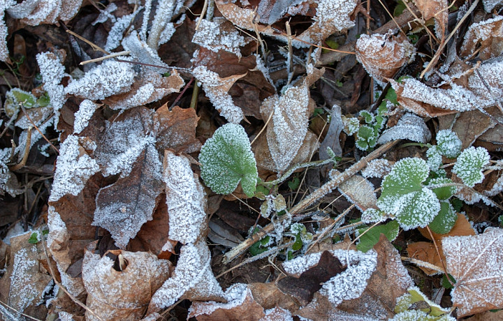 Дождь со снегом и потепление до +1 градуса: озвучен прогноз погоды в Туле на 16 декабря