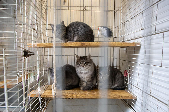 Вестники неудачи или пушистые милашки: тульские черные кошки ищут своих хозяев