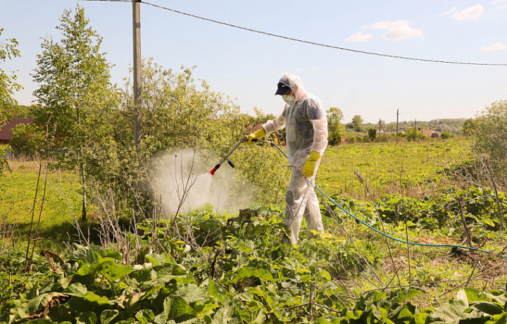 Более 930 га территорий Большой Тулы обработают от борщевика в этом году