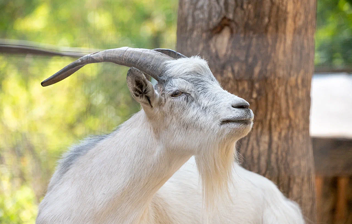В хозяйствах Тульской области насчитывается 33,7 тысячи овец и коз