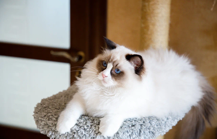 Тульские владельцы собак и кошек предпочитают разные виды отдыха