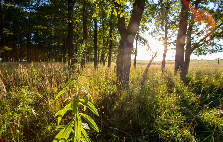 Высокая степень пожарной опасности сохранится в Тульской области 14 июля