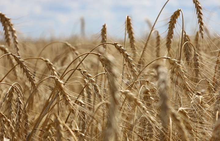 В Новомосковске продолжается сбор урожая