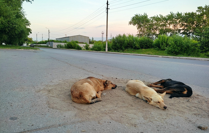 Администрация Новомосковска заплатит почти полмиллиона рублей после нападения бездомных собак на детей