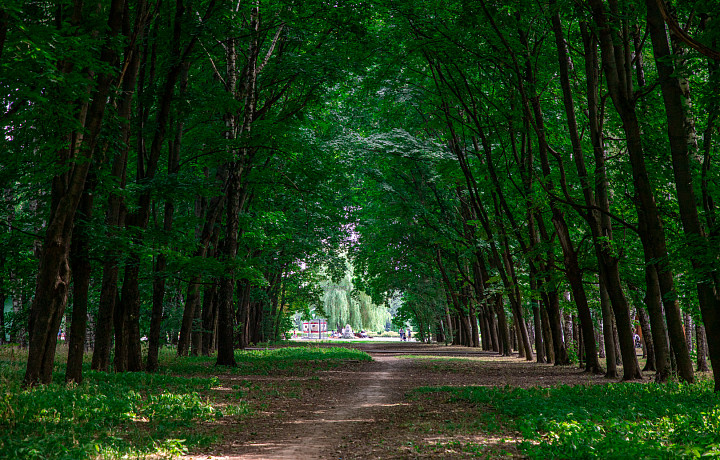 Обновление коммунальной инфраструктуры, пляжей, пространств: какие изменения произойдут в парках и скверах Тулы и области