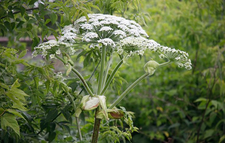 Эксперты назвали сорняк, за который могут отобрать дачный участок