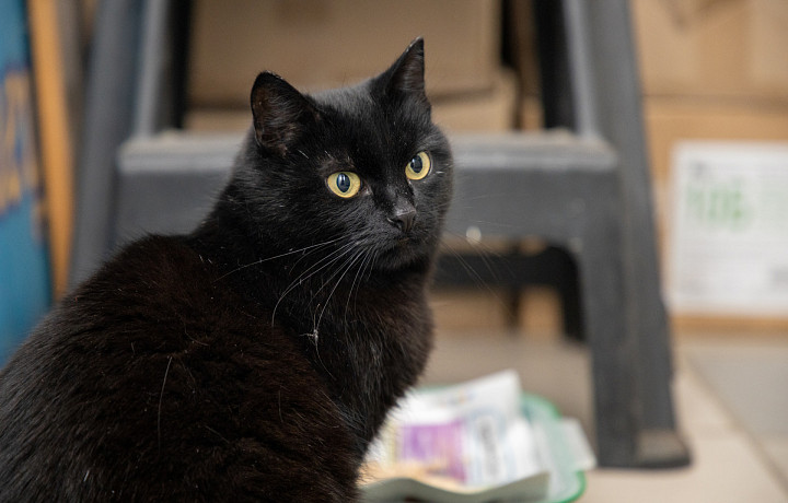 Вестники неудачи или пушистые милашки: тульские черные кошки ищут своих хозяев