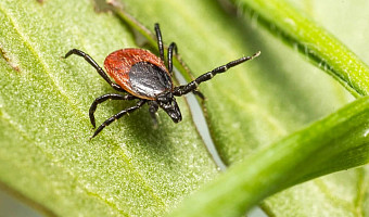 Заболеваемость клещевым боррелиозом в Тульской области выросла на 49%